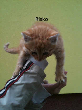 risko